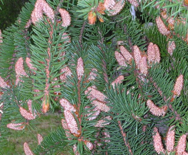 Annexe Cones males, Wikipedia.png