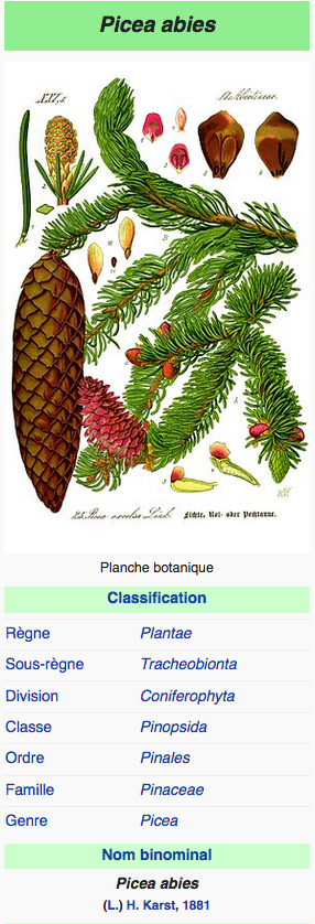 Annexe Picea abies, Wikipedia.png