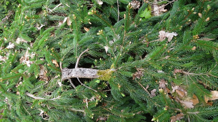 Annexe épicea inversé.jpg