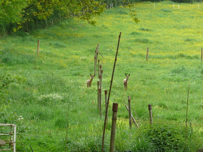 Annexe P1060638chevreuils.jpg