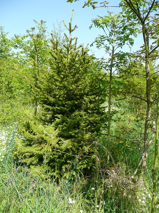 Annexe P1060652sapin.jpg