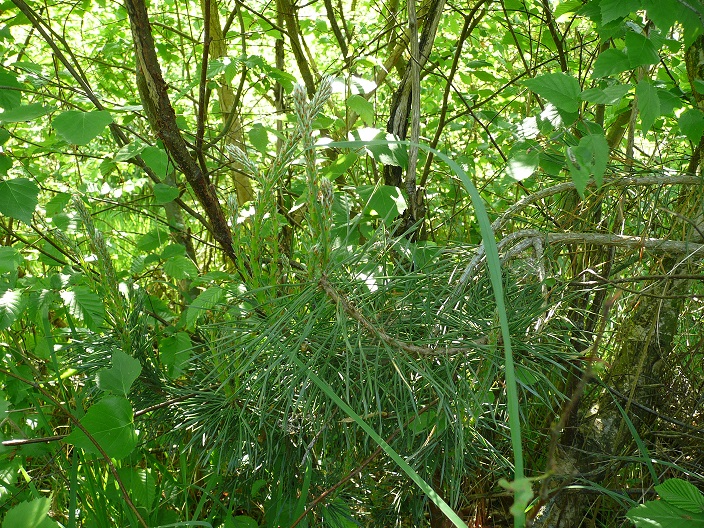 Annexe P1060654pin.jpg