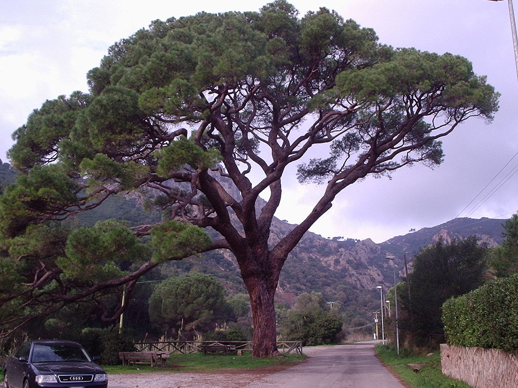 Annexe Pinus pinea.JPG