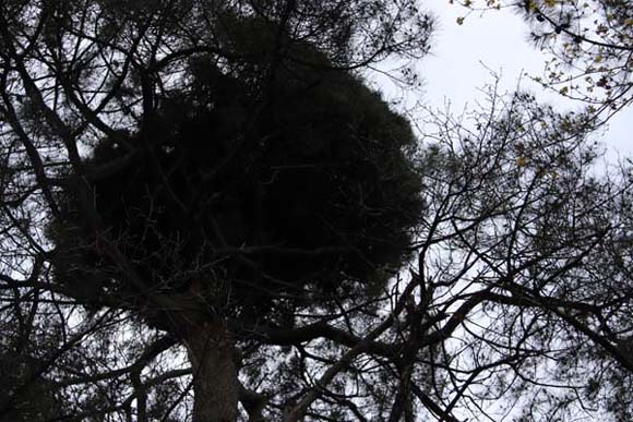 Annexe Balais de sorcière.jpg