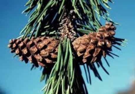 Annexe Cone pin à crochets.JPG