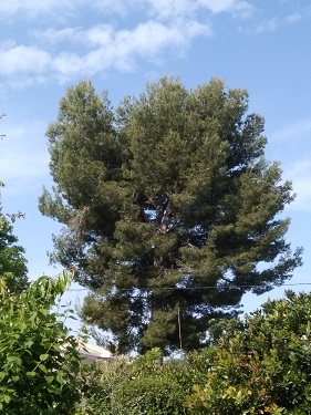 Annexe pinus pinea.jpg