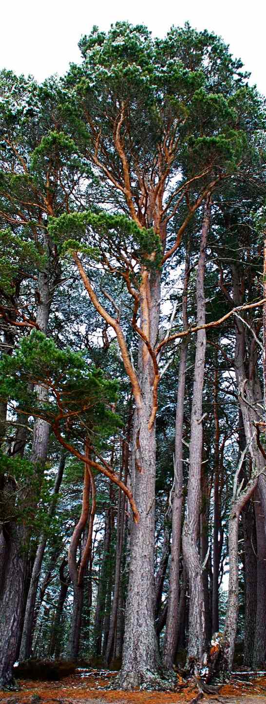 Annexe pin-sylvestre.jpg