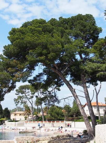 Annexe Pin maritime Cap dAntibes 1.JPG