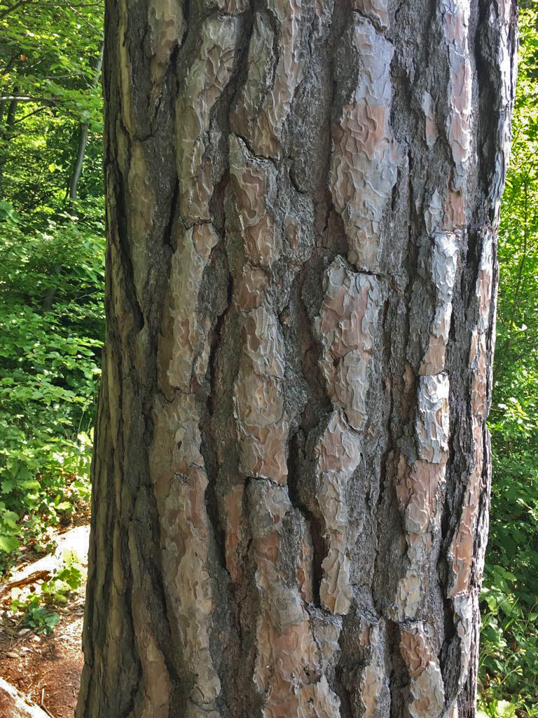 Annexe Pinus Sylvestris tronc.jpg