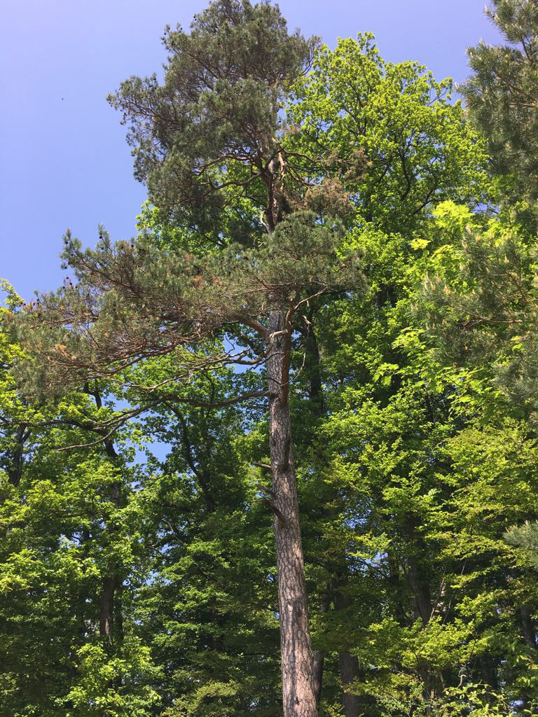 Annexe Pinus Sylvestris.jpg
