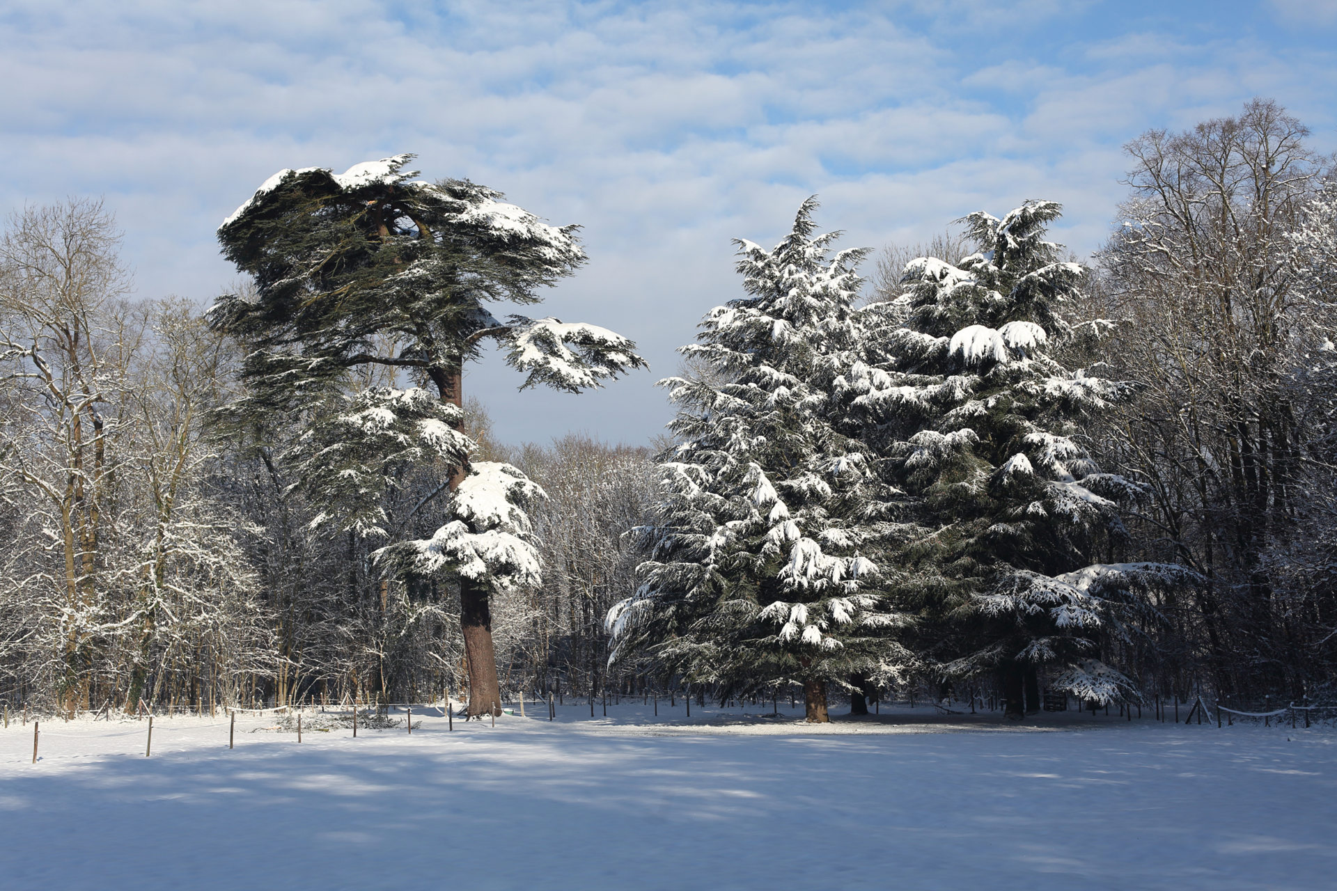Annexe 180208 IMG_0875 Pinaceae.jpg