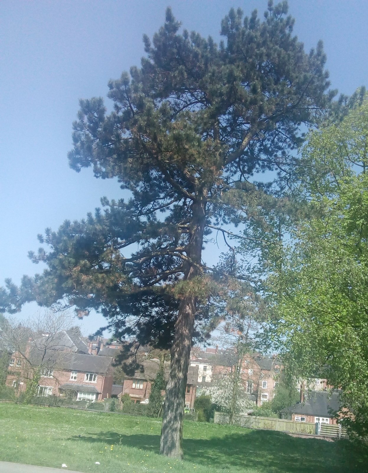 Annexe Scots pine3.jpg