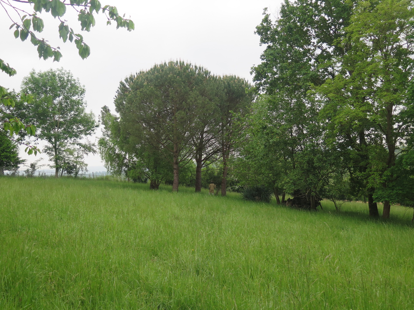 Annexe Pinus pinea (L).JPG