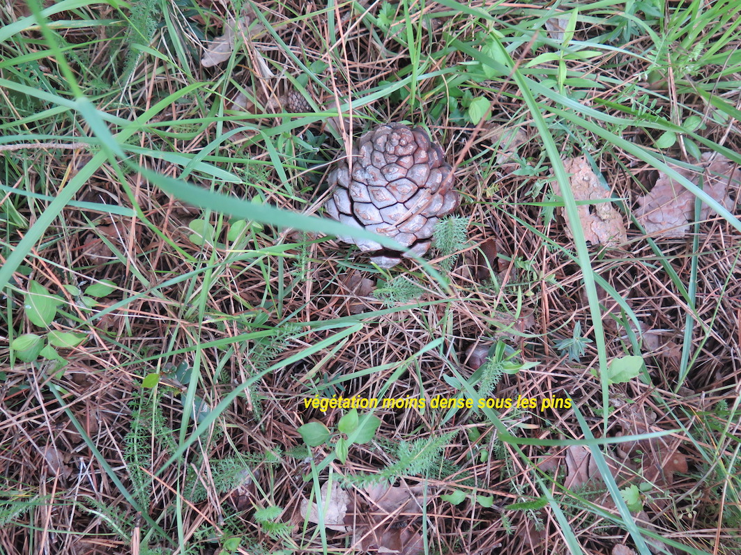 Annexe cône de pinea.JPG