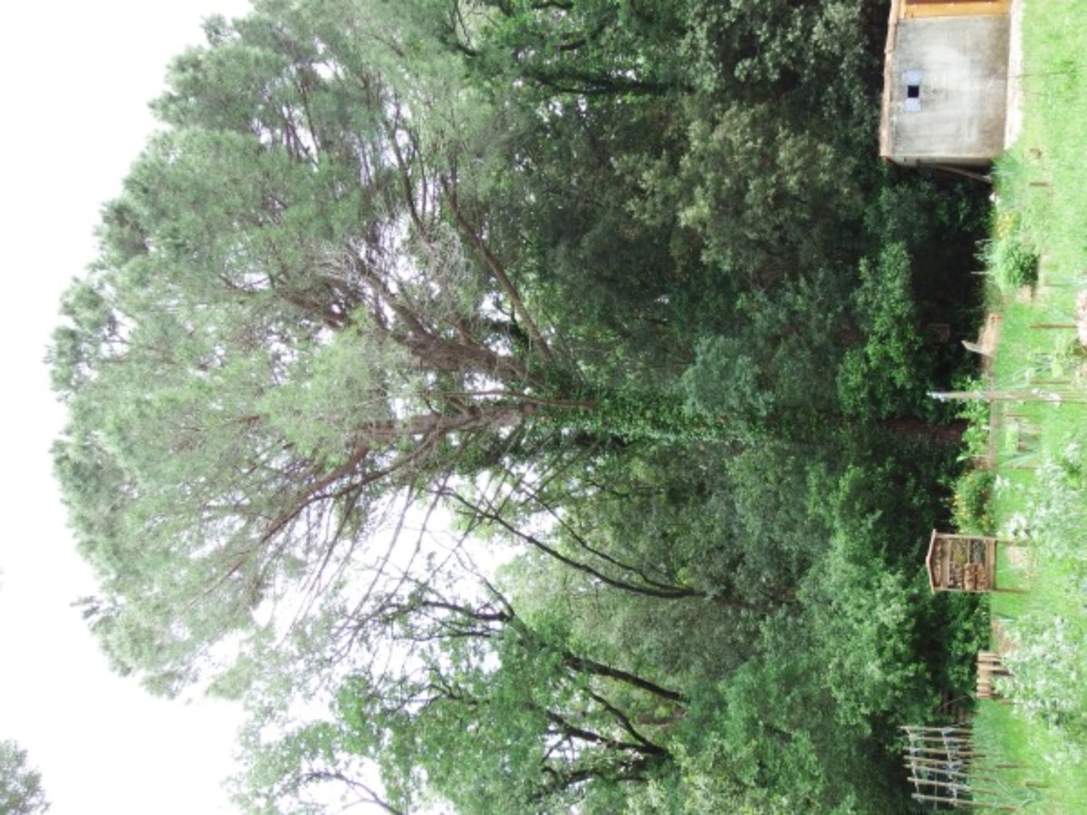 Annexe Pinus pinea.JPG