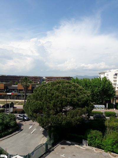 Annexe Pin parasol 1.jpg