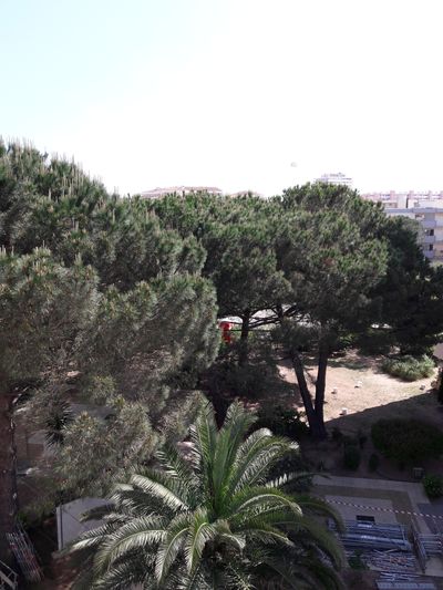 Annexe Pin parasol 2.jpg