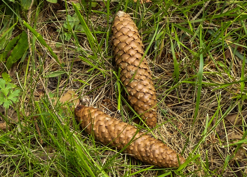 Annexe P1050670 r.jpg