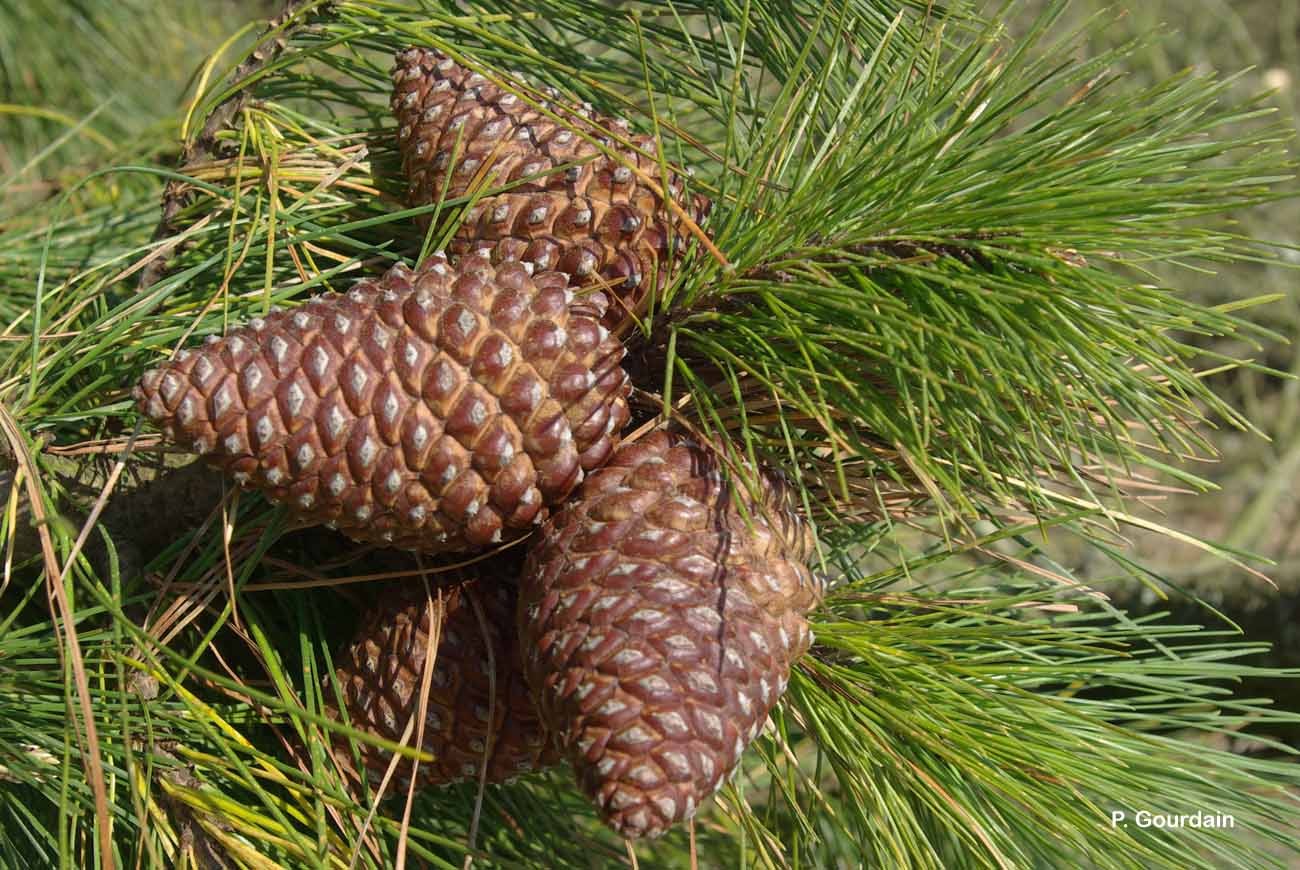 Annexe pinus pinaster cones.jpg