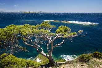 Annexe Pin-maritime-Fotolia_434203.jpg