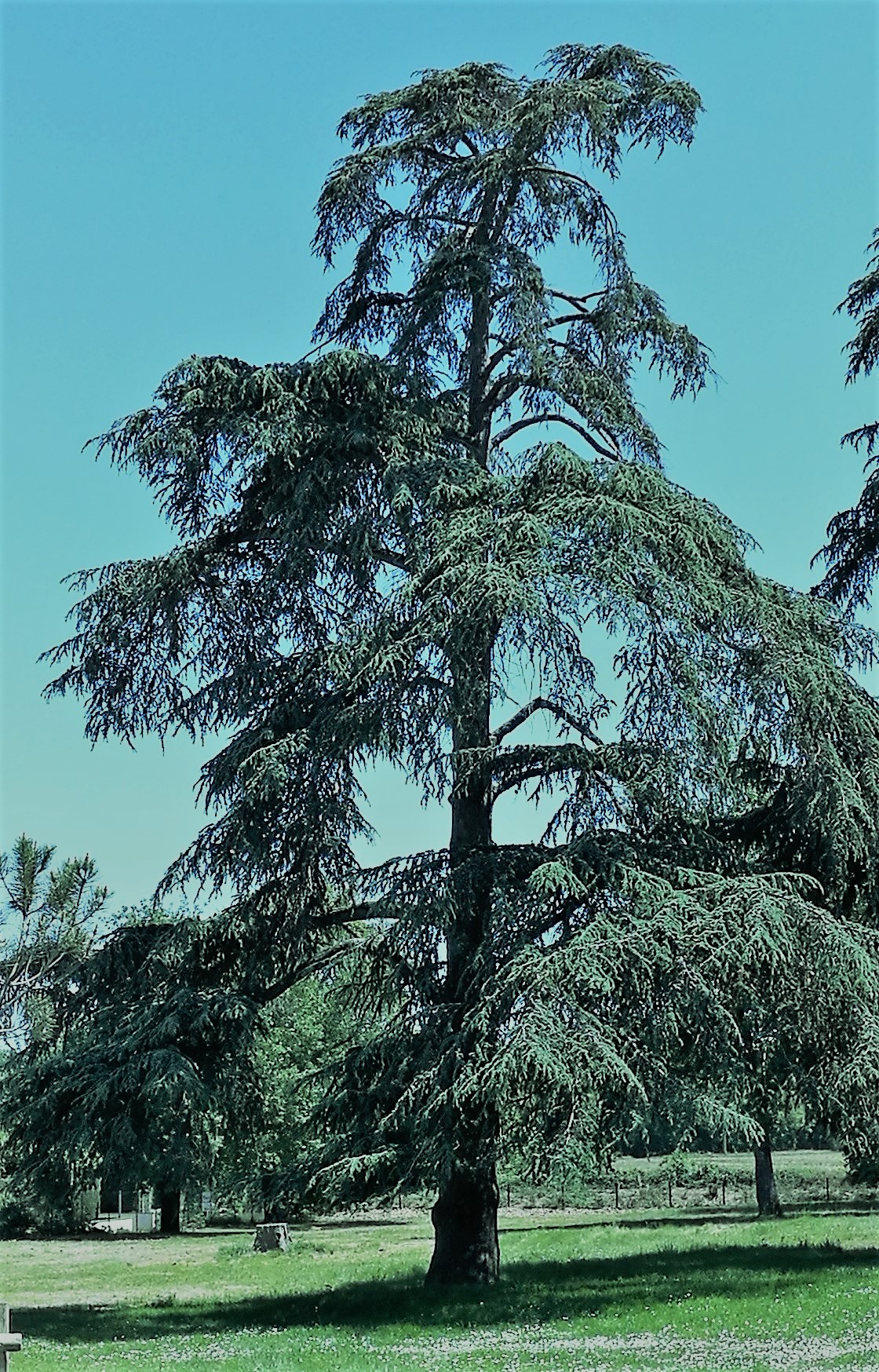 Annexe Cèdre du Liban.jpg