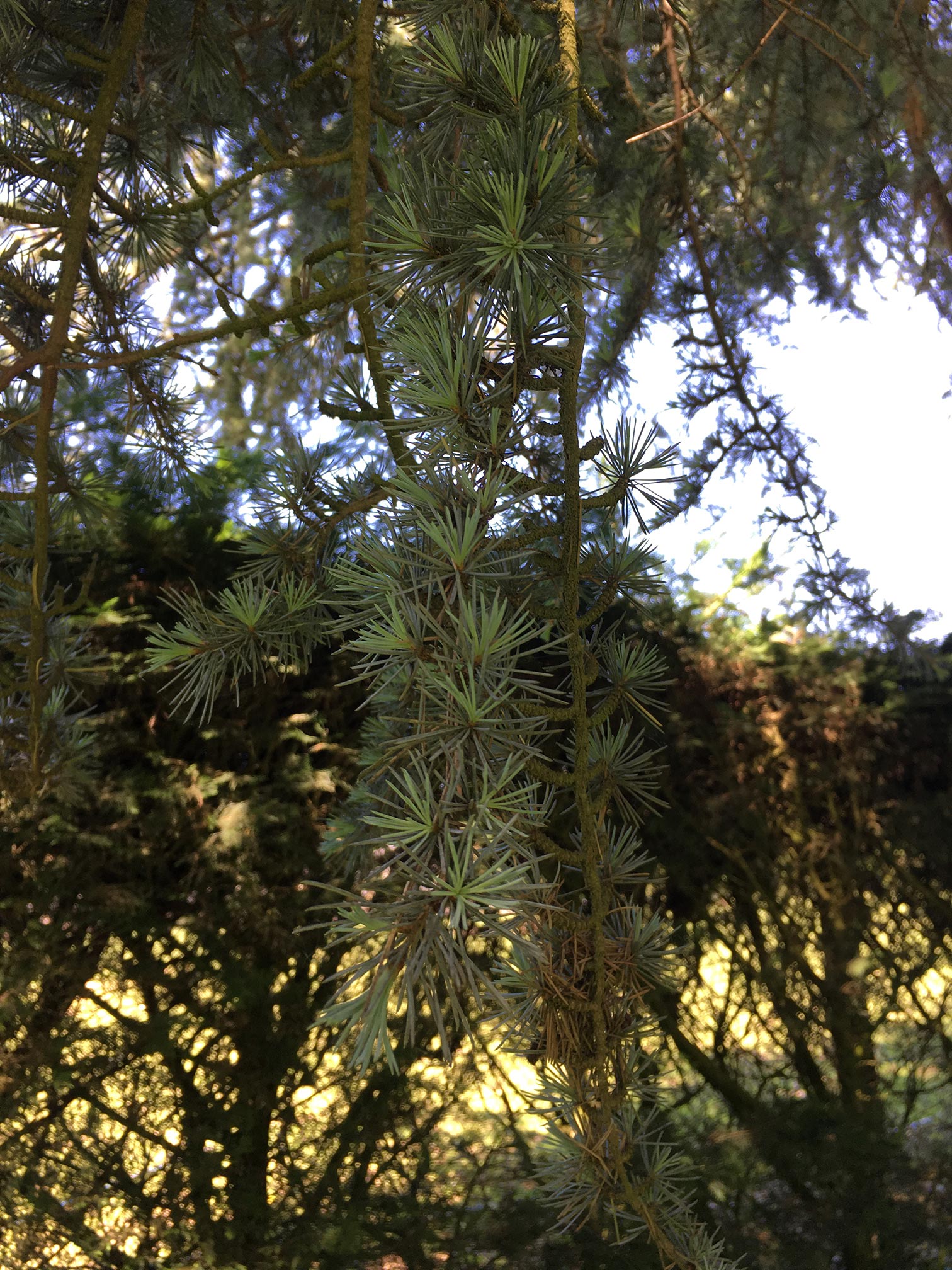 Annexe cèdre bleu feuilles.jpg