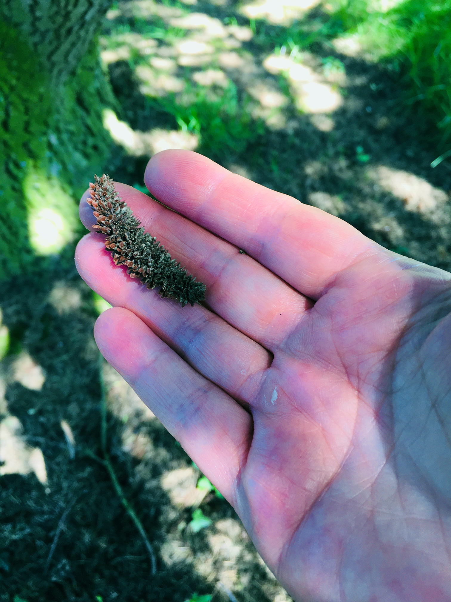 Annexe cèdre bleu graine.jpg