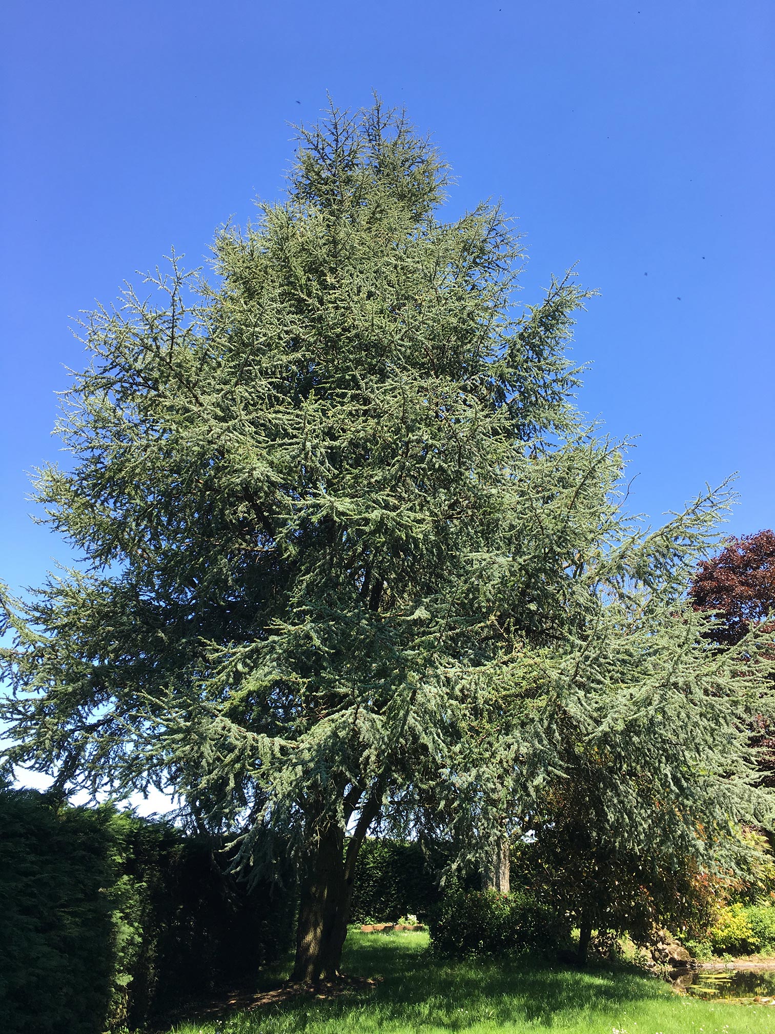 Annexe cèdre bleu.jpg