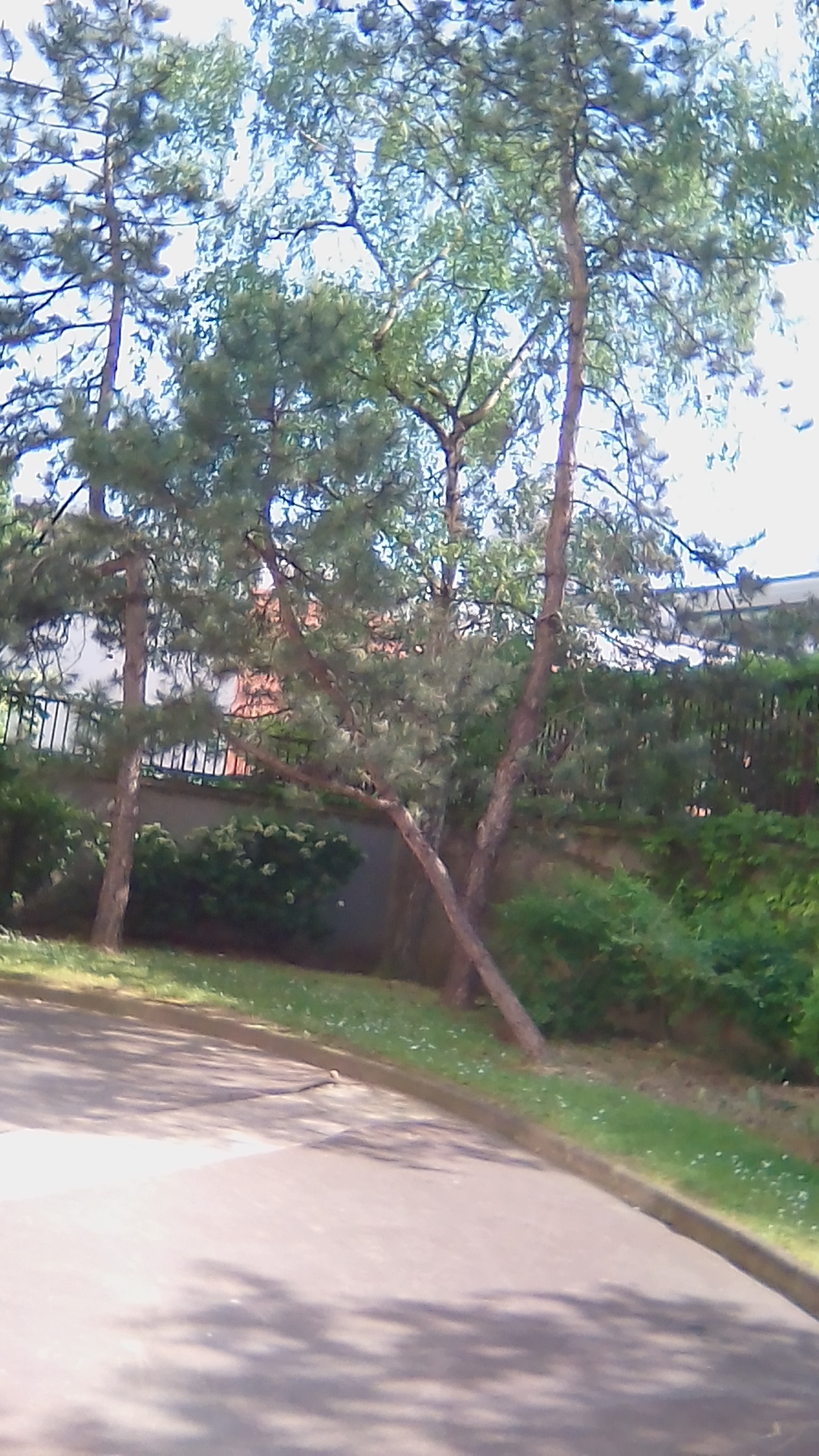 Annexe 3 pins et 1 feuillu.jpg