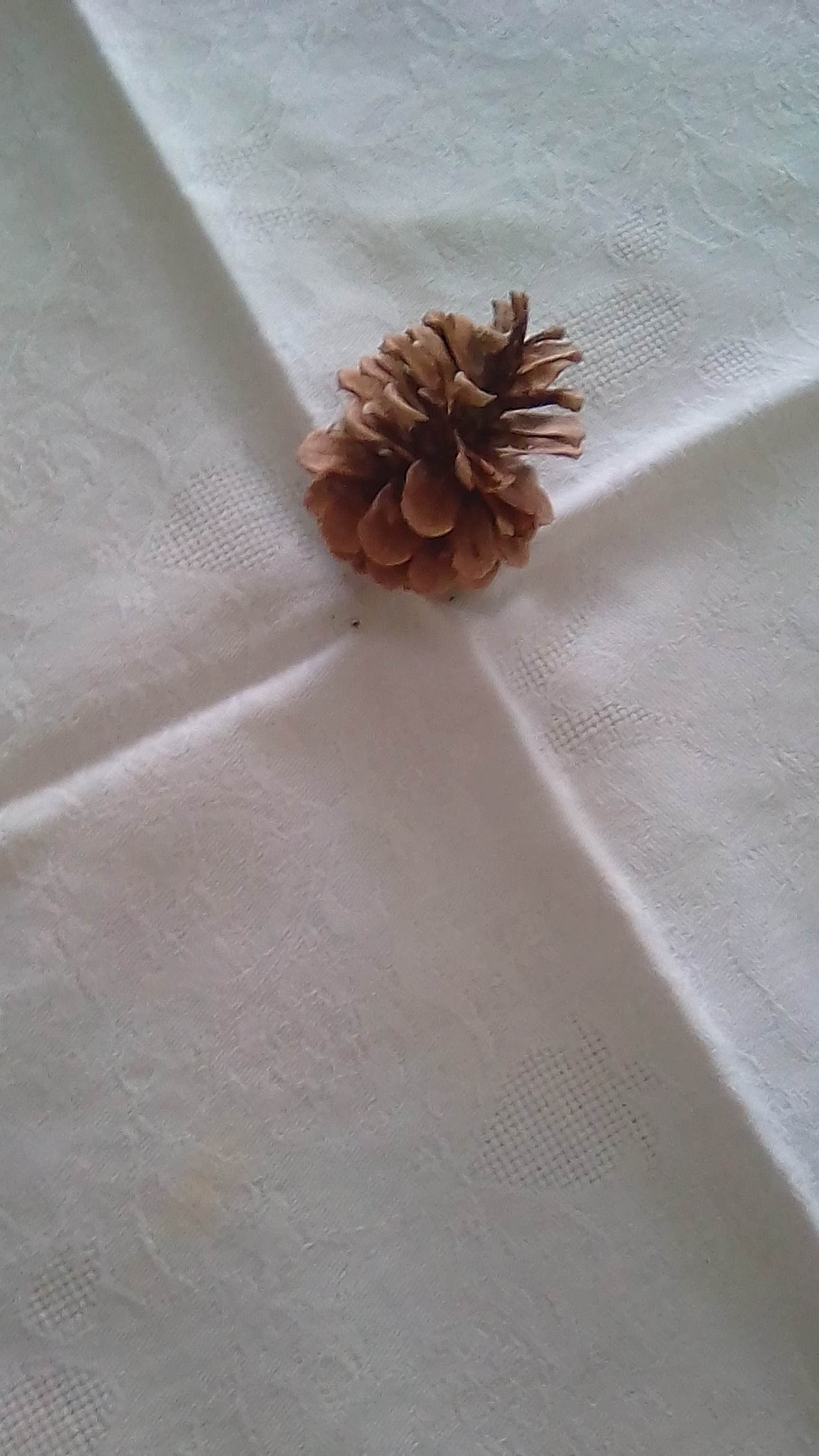 Annexe pomme de pin de lan dernier.jpg