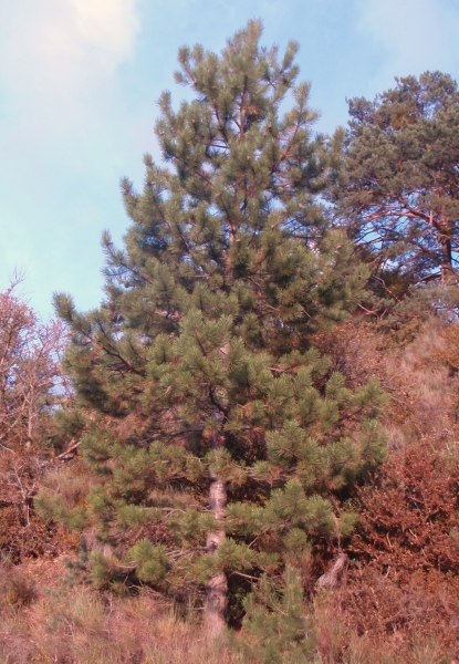 Annexe img_000092960L.jpg