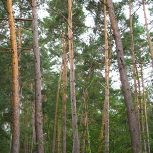 Annexe Pin sylvestre.jpg