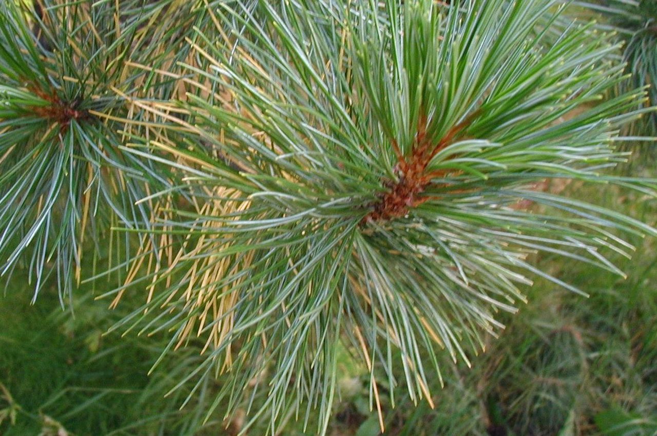 Annexe PinCembroAiguilles.JPG