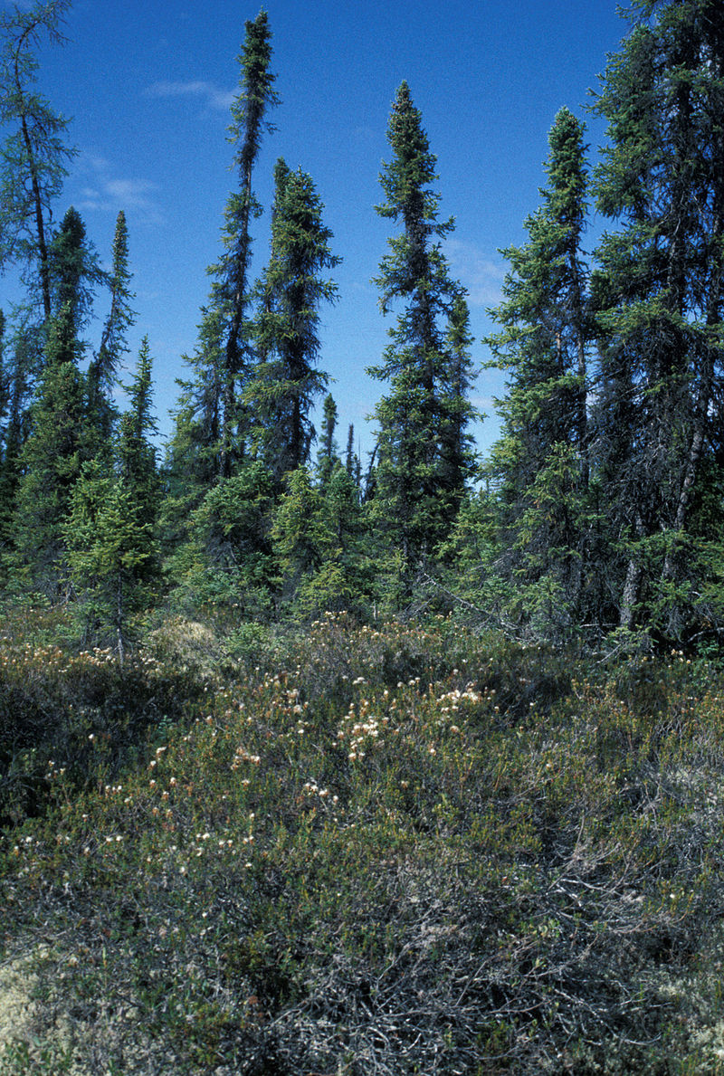Annexe Picea_mariana_USFWS.jpg