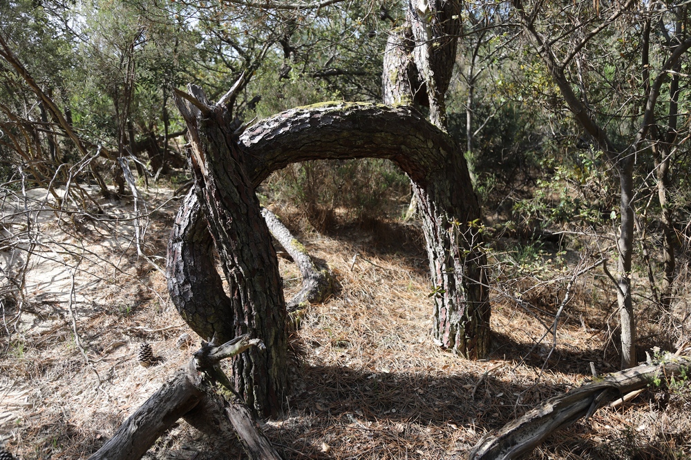Annexe Pin courbé  .JPG