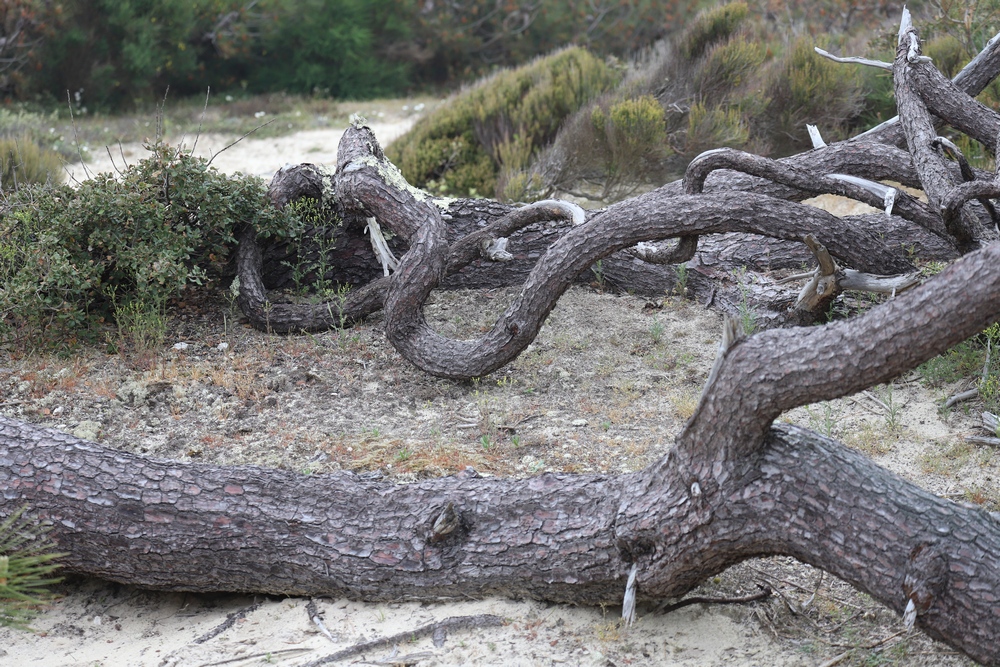 Annexe Pin maritime.JPG