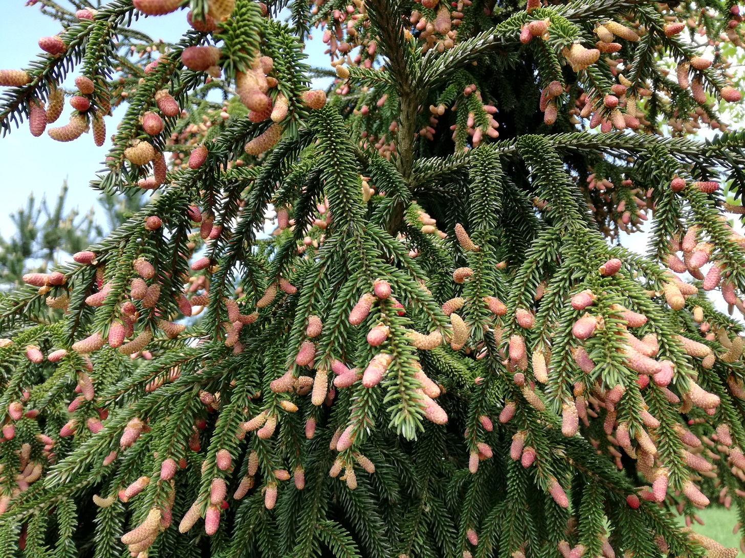 Annexe IMG_20180503_142500.jpg