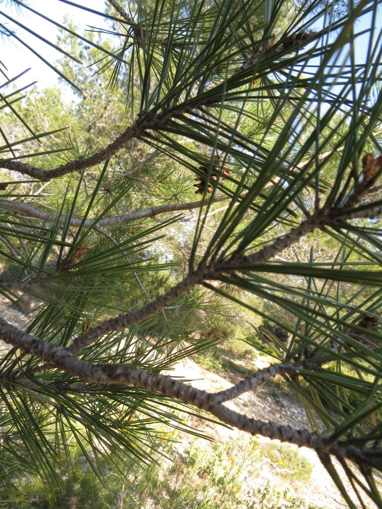 Annexe Les aiguilles sont portées par deux.JPG
