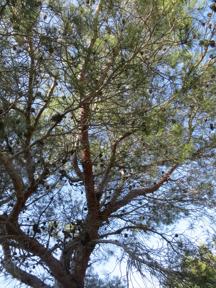 Annexe Sur la route des crêtes.JPG