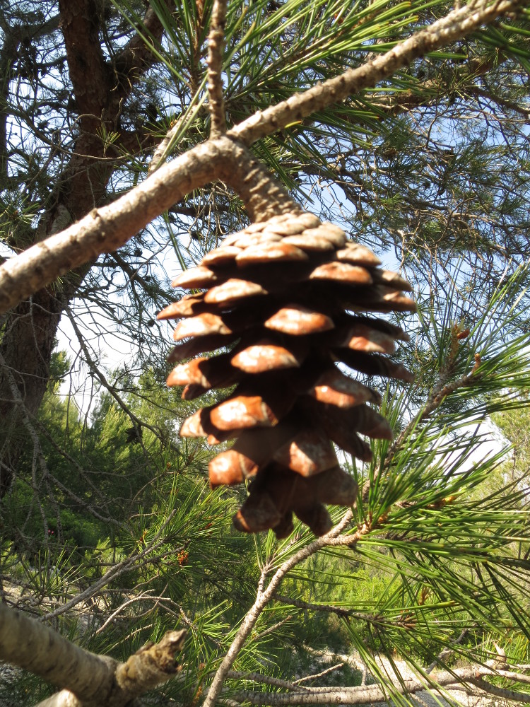 Annexe le cône du pin blanc.JPG