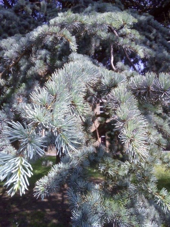 Annexe Picea pungens-détail.jpg