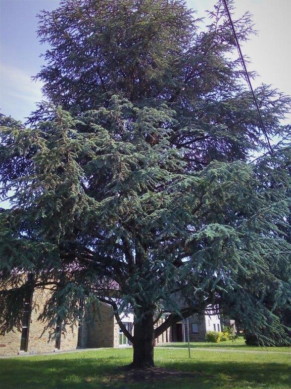 Annexe Picea pungens.jpg