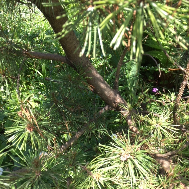 Annexe Pinus uncinata - tronc.jpg