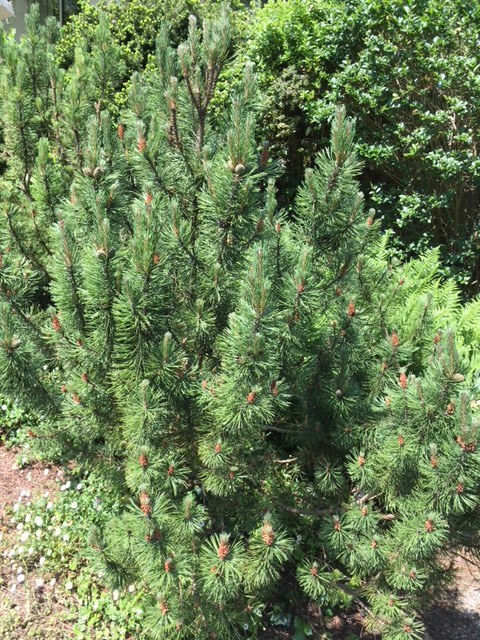 Annexe Pinus uncinata - vue densemble.jpg