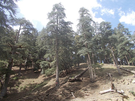 Annexe Cèdre dAtlas.JPG