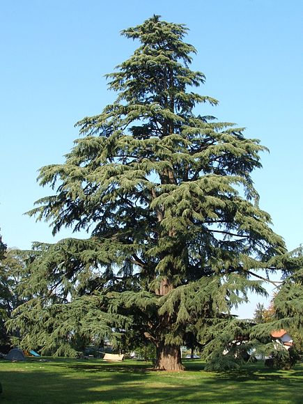 Annexe 435px-Pedrengo_cedro_nel_parco_Frizzoni.jpg