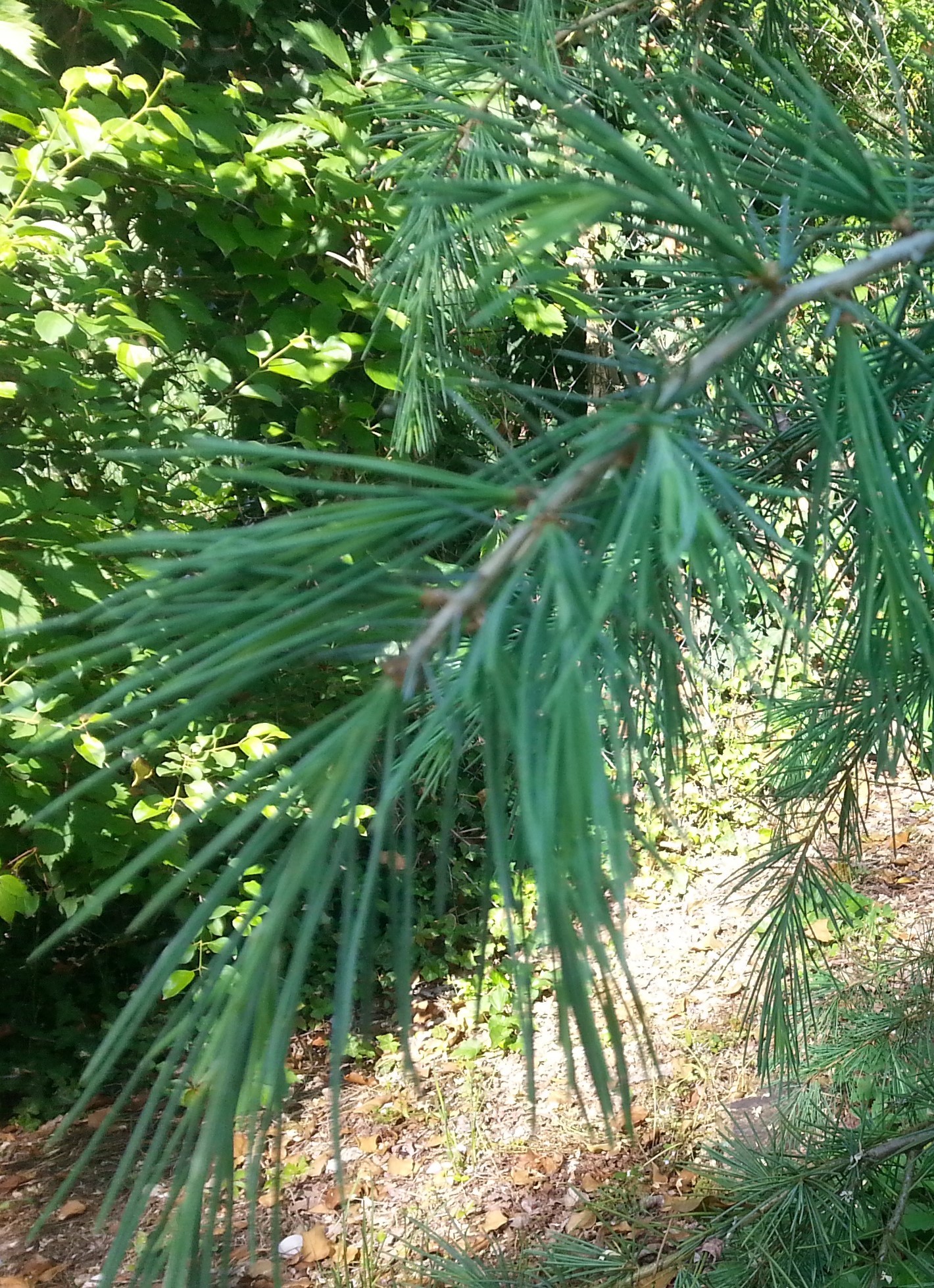 Annexe Cedrus deodara (2).jpg