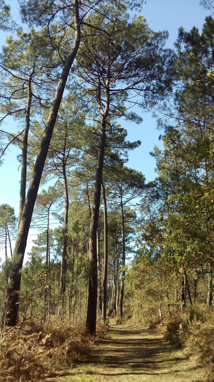 Annexe Pinus pinaster Aiton.jpg