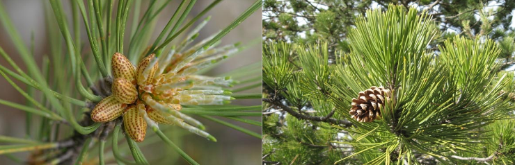 Annexe laricio fruit.PNG