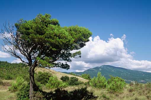 Annexe httpwww.onf.fractivites_naturesommairedecouvrirarbresresineux20071025-091749-7096041++illustration++++display++w950.jpeg